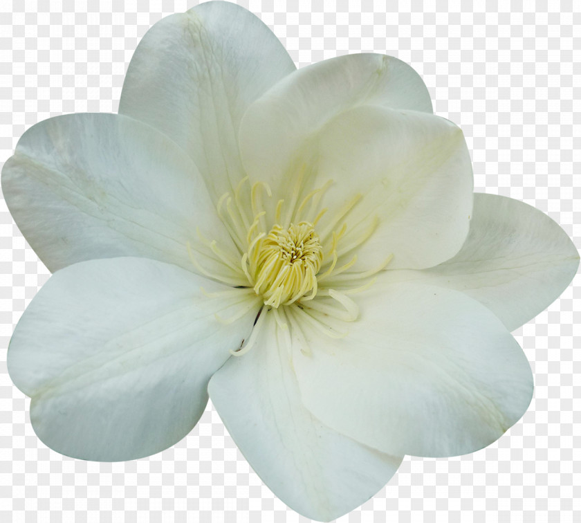 White Flowers Flowering Plant Petal Magnoliaceae PNG