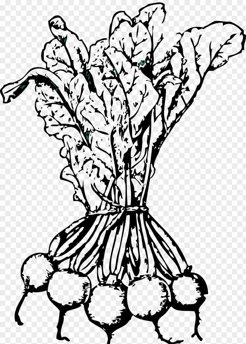 Beetroot Sugar Beet Coloring Book Vegetable Clip Art PNG