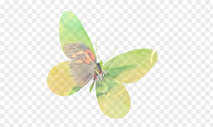 C-17 Pieridae Gossamer-winged Butterflies Moth PNG