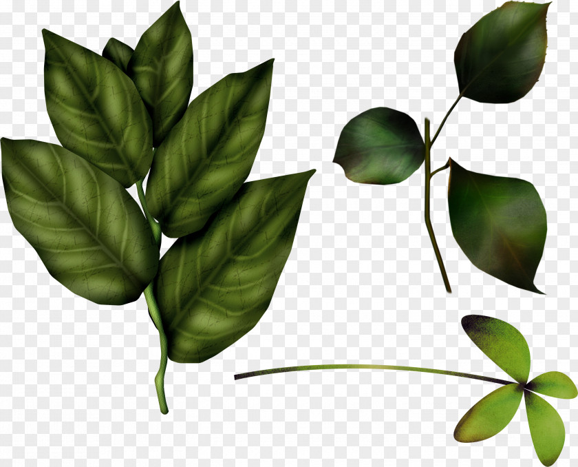 Green Leaf Clip Art PNG