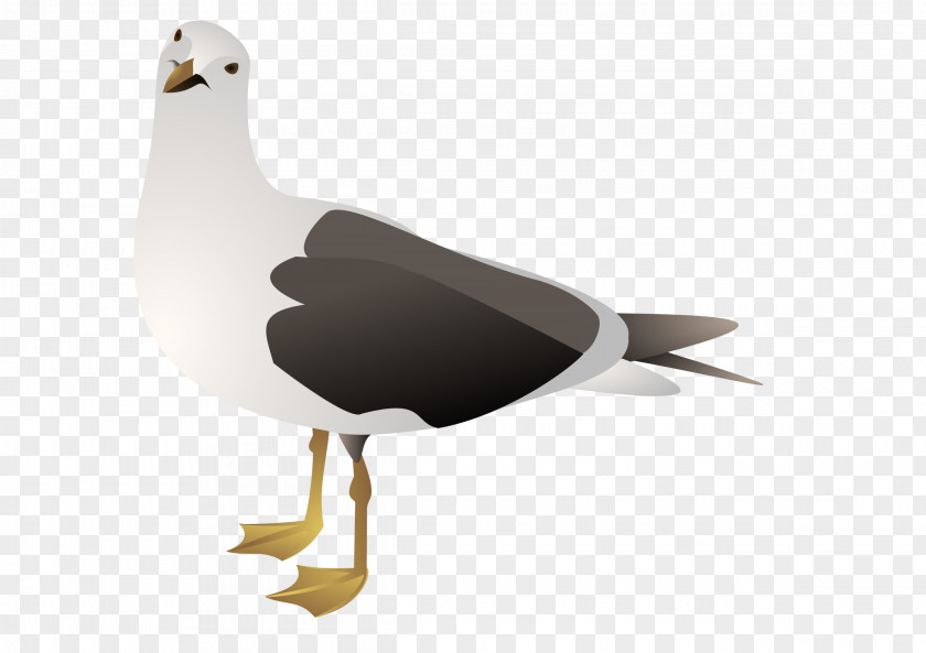 Gull Gulls European Herring Clip Art PNG