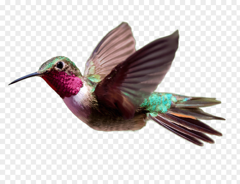 Hummingbird Consultant Experience Service PNG