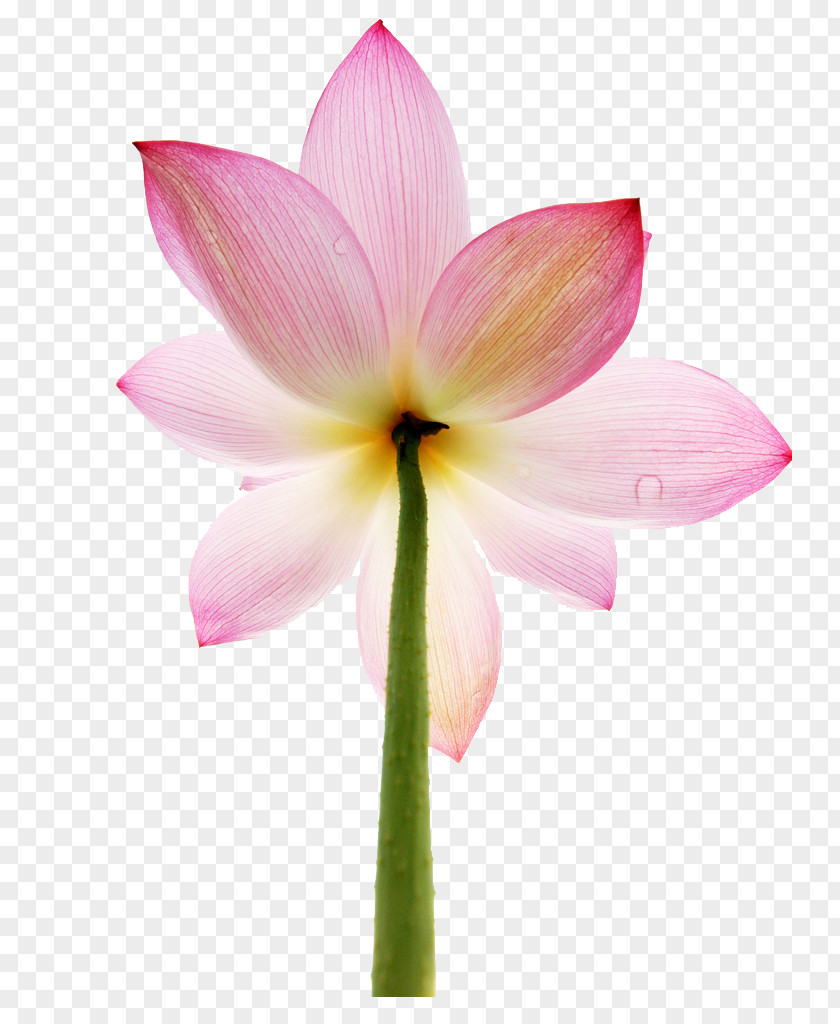 Lotus Petal Nelumbo Nucifera PNG