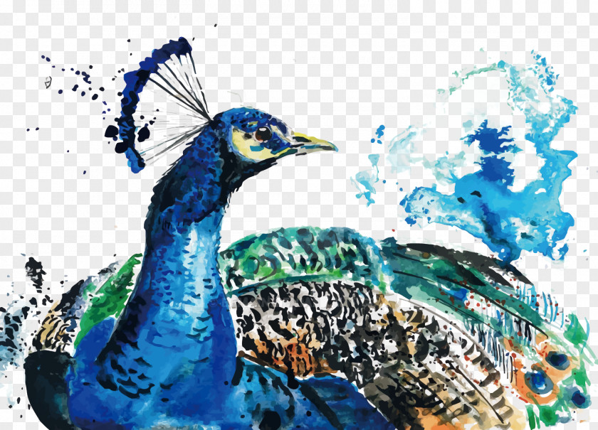 Vector Watercolor Peacock Painting Peafowl PNG