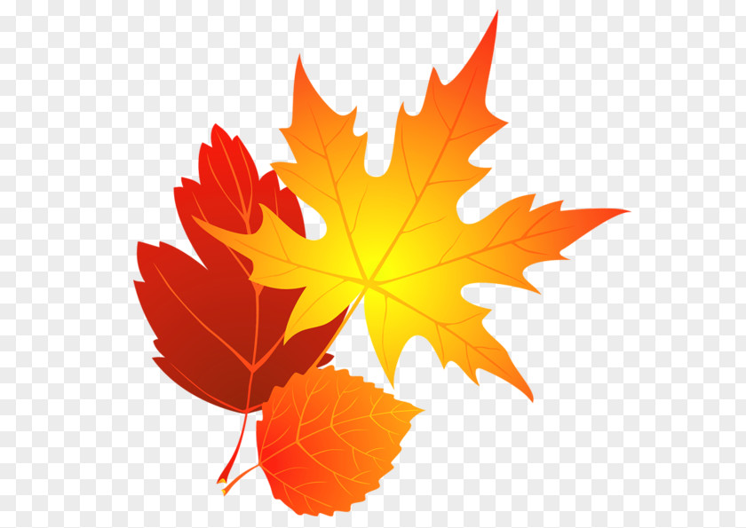 Autumn Leaves Cliparts Leaf Color Maple Clip Art PNG