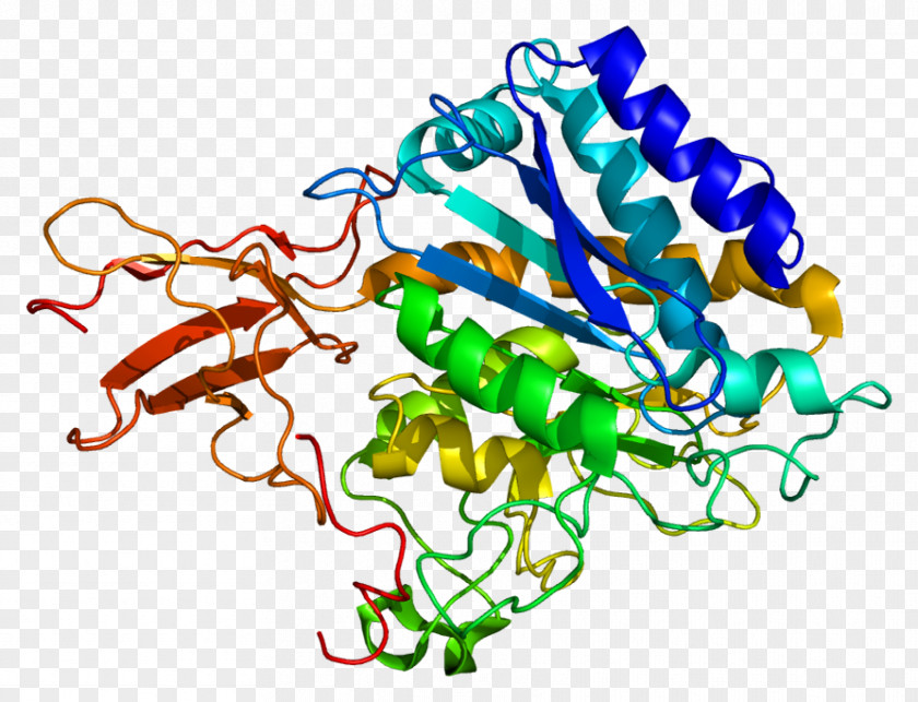 Carboxypeptidase A6 Protein Gene M PNG
