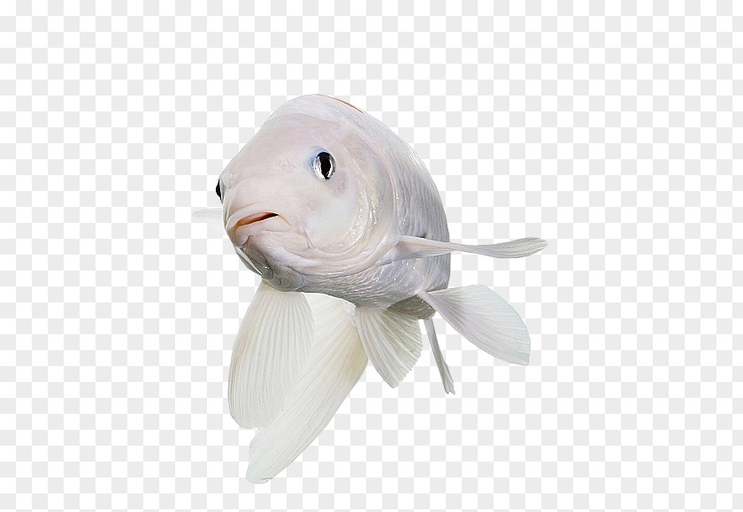 Fish Koi Pet Rabbit PNG