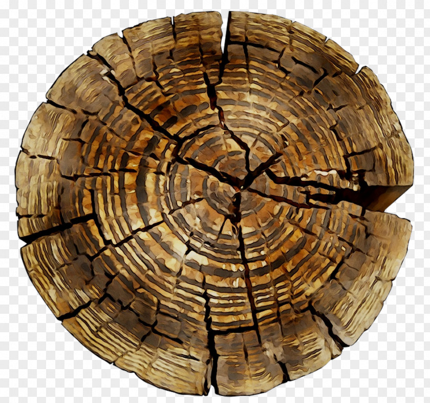/m/083vt Tree Wood PNG