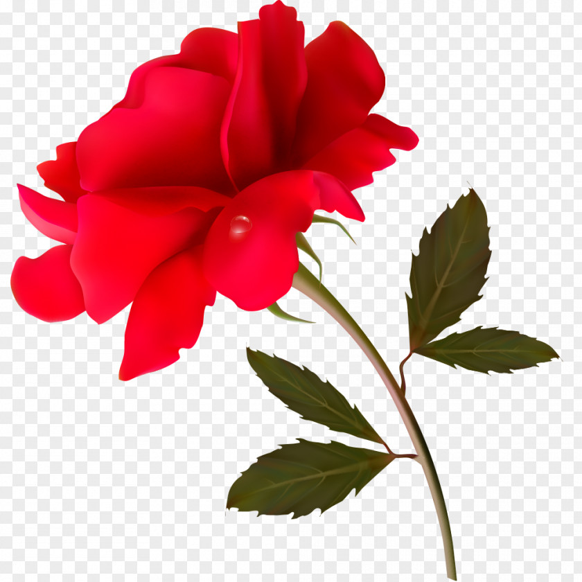Red Vintage Floral Flower Vector Graphics Design Rose Petal PNG