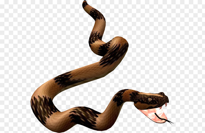 Tube Snake Reptile Boa Constrictor Animal PNG