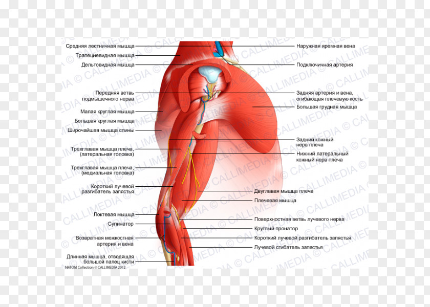 Arm Muscle Human Anatomy Shoulder Nerve PNG