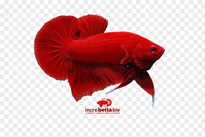 Betta Graphic Siamese Fighting Fish Red Yellow Bettas PNG