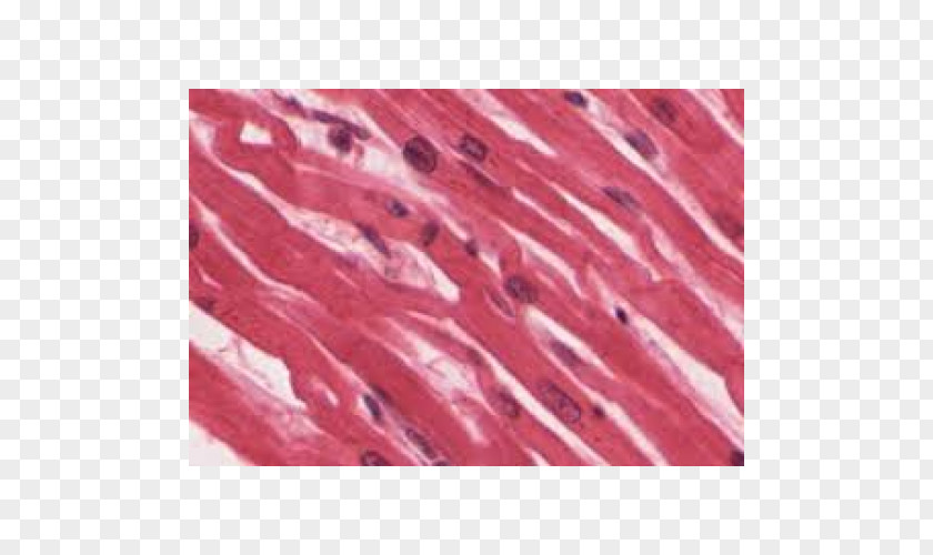 Striated Muscle Tissue Skeletal Cardiac Myocyte PNG