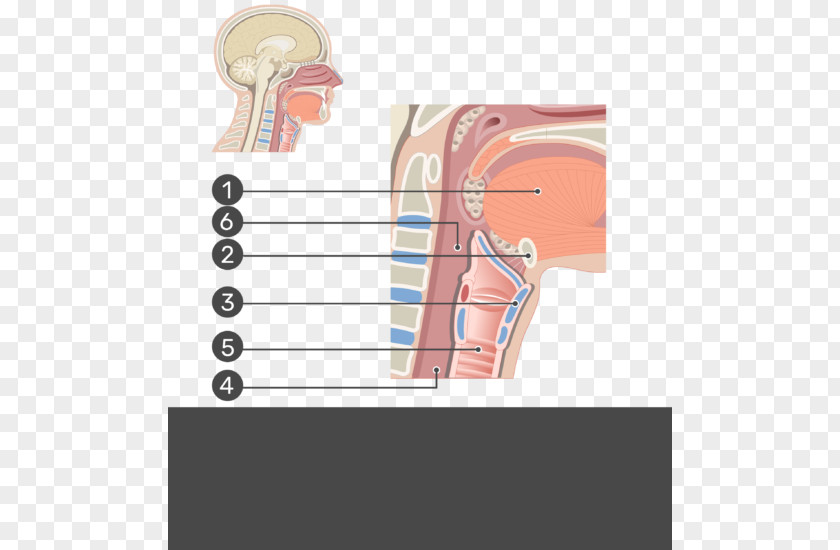 Thyroid Cartilage Muscles Of The Larynx Anatomy Vocal Folds Trachea PNG