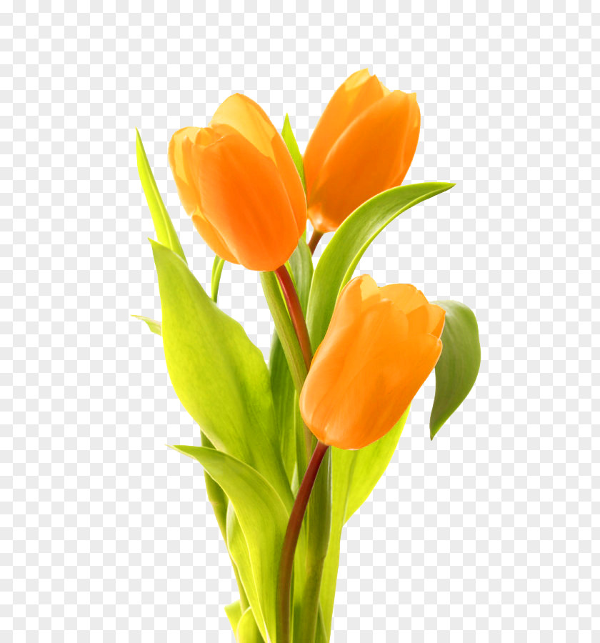 Tulip Keukenhof Indira Gandhi Memorial Garden Bouquet Of Tulips Flower PNG