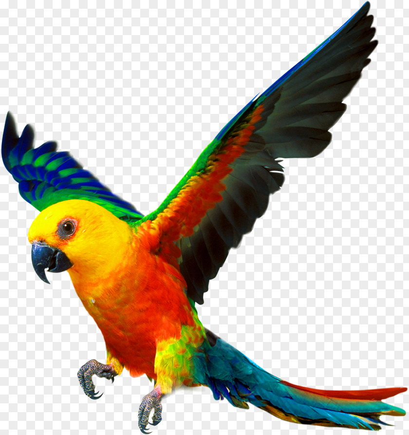 Yellow Simple Parrot Decorative Pattern Companion Bird Cockatiel Color PNG