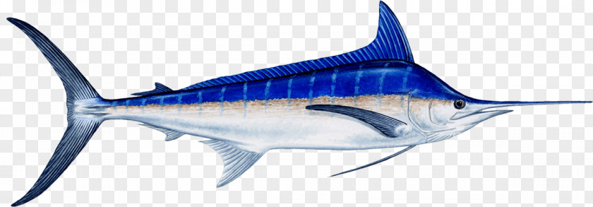 Fishing Marlin Atlantic Blue Recreational Billfish PNG