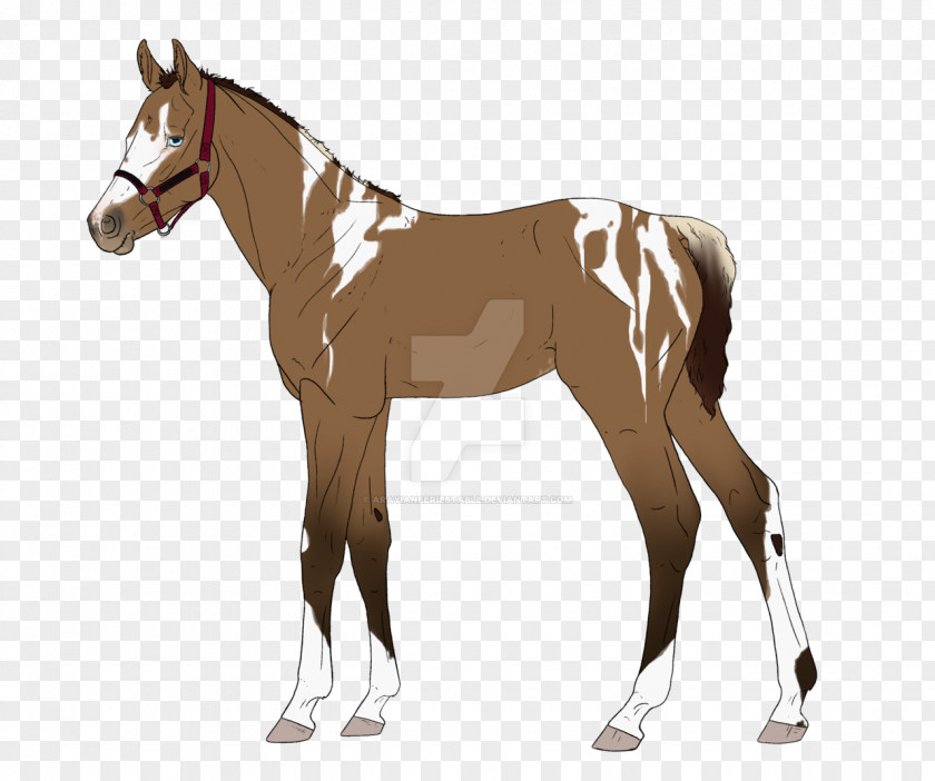 Ian Yule Mule Mare Colt Foal Stallion PNG