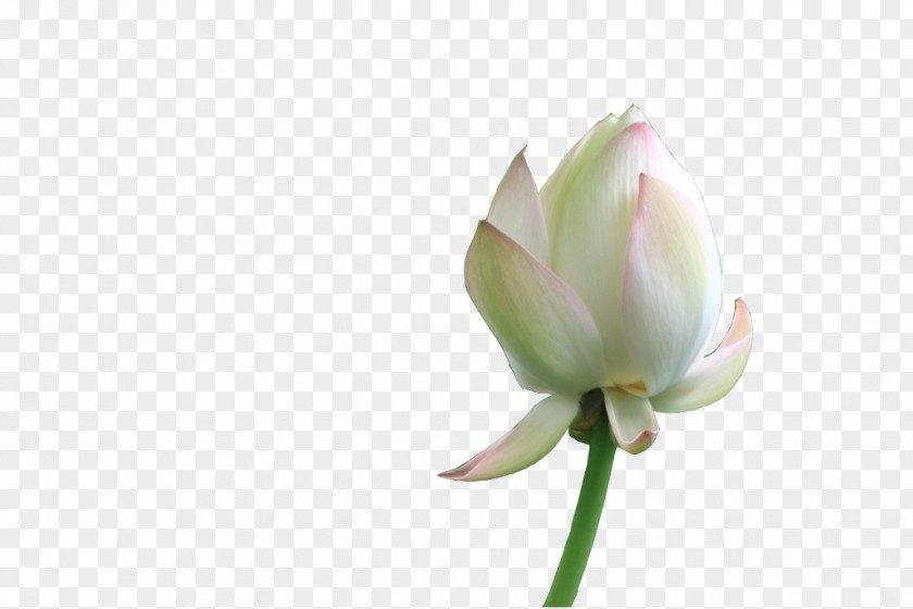 One To Be Opened Lotus Petal Nelumbo Nucifera Flower PNG