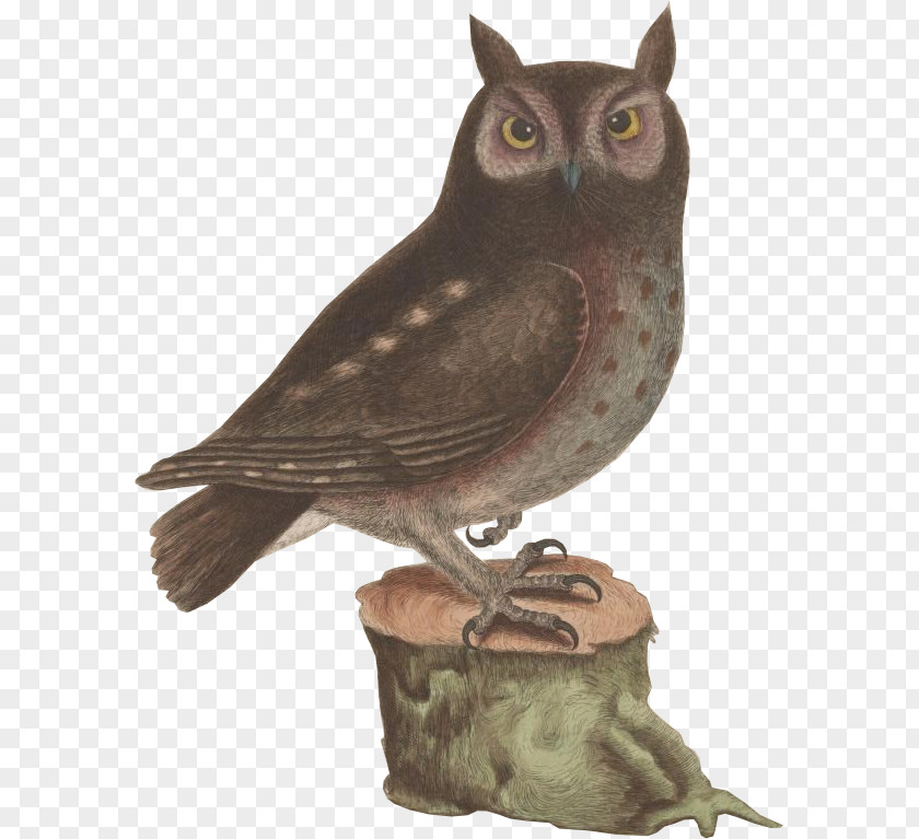 Owl Screech Work Of Art AllPosters.com PNG