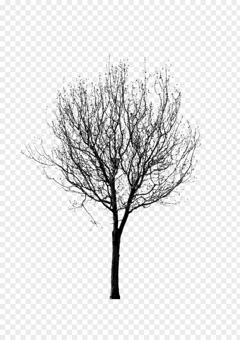 Painting Plants,tree,Black And White Black Twig Tree PNG