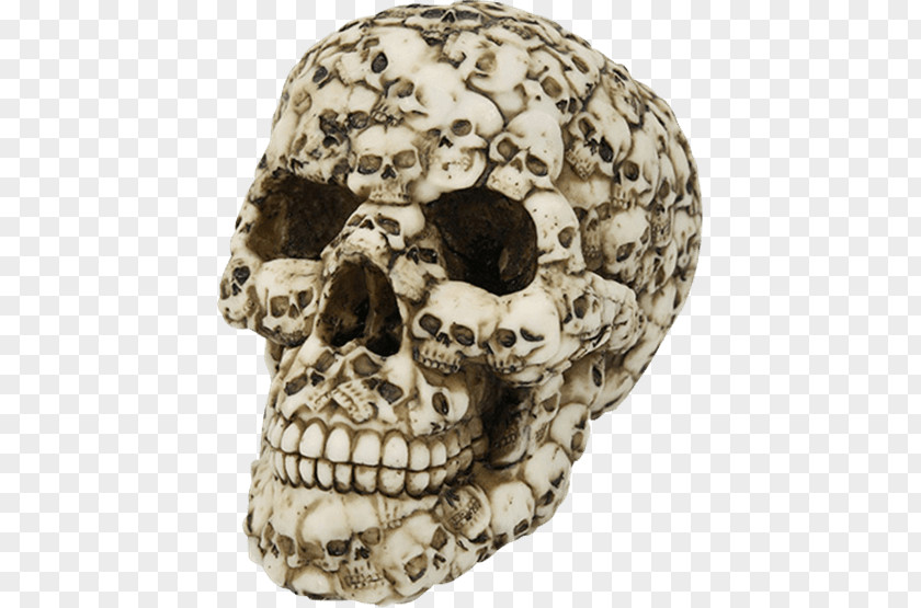 Skull Human Skeleton Bone Tooth PNG