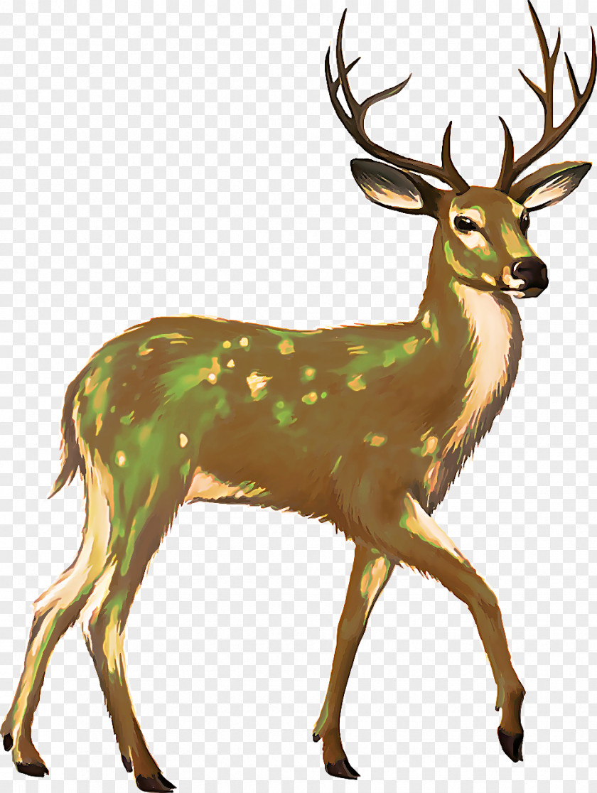 Whitetailed Deer Horn Reindeer PNG