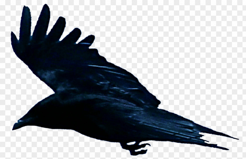 Bird American Crow Rook New Caledonian Common Raven PNG