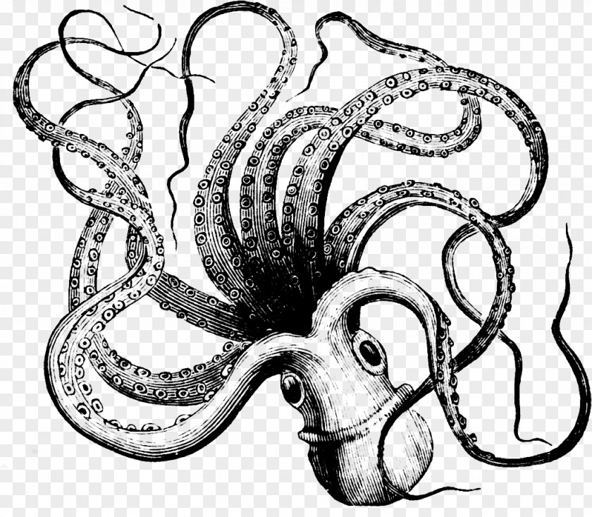 Parallax Octopus Towel Squid PNG