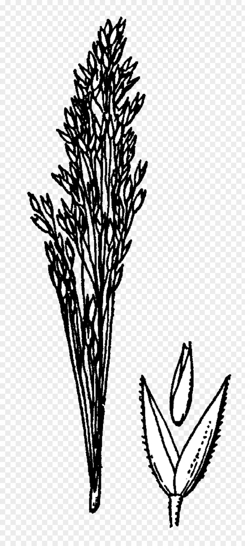 Plants Bentgrass Agrostis Rossiae Manual Of The Grasses United States Monocotyledon PNG