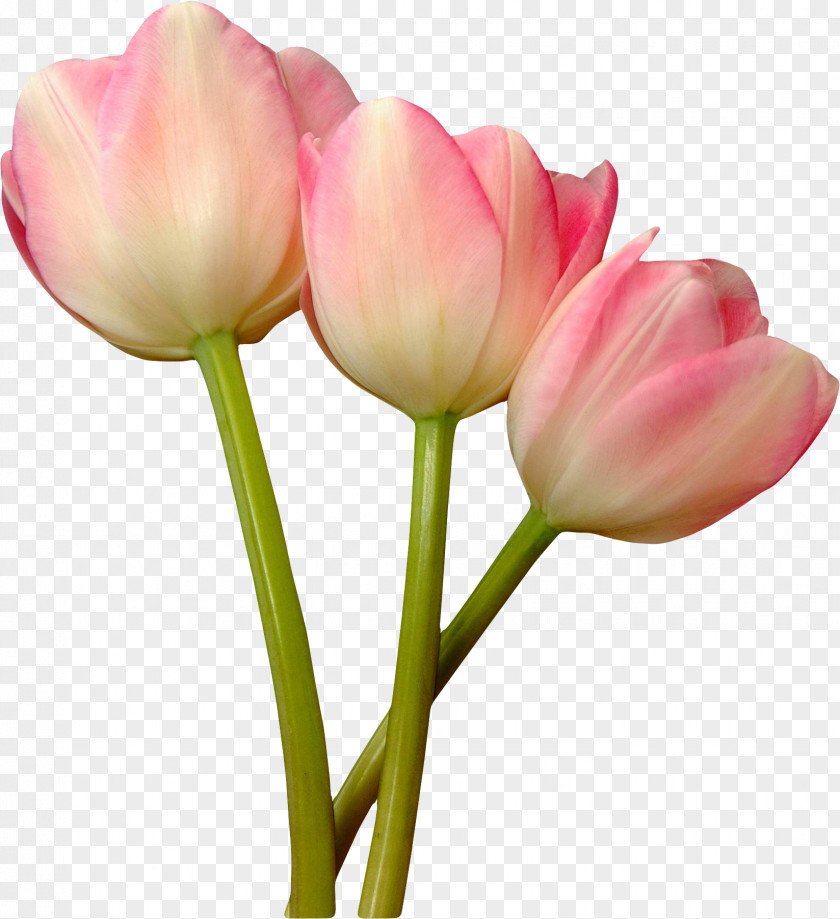 White Tulip Pink Garden Roses Flower PNG