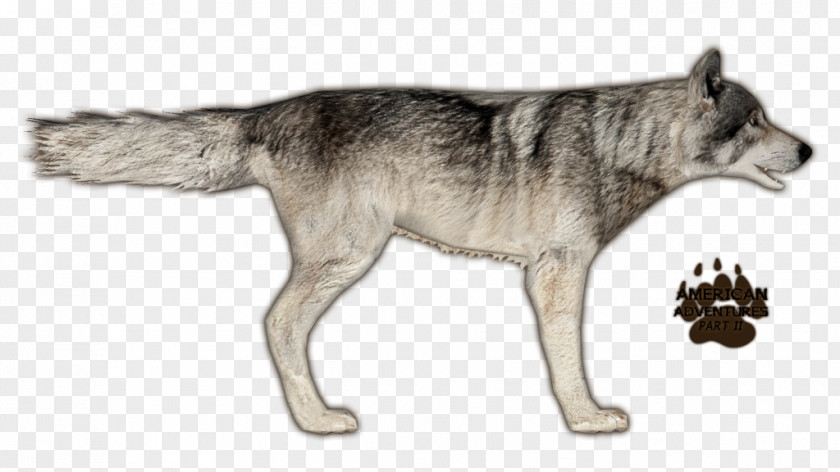 Wolf Zoo Tycoon 2 Czechoslovakian Wolfdog Saarloos Coyote Eastern PNG