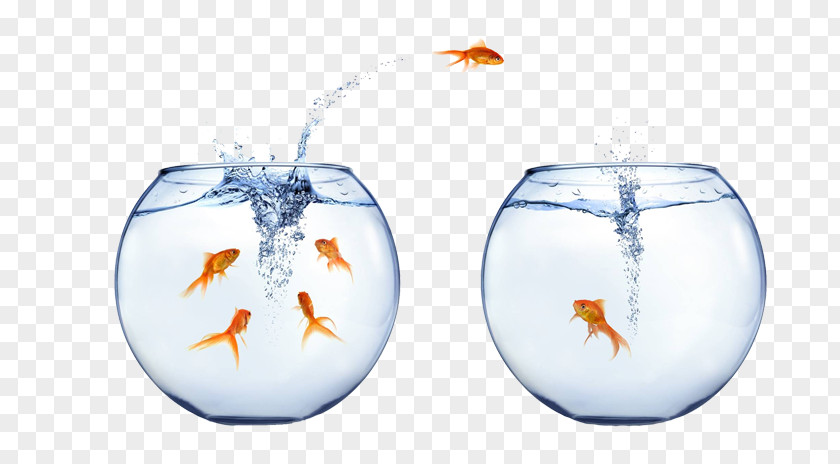 One Fish Two Job Management Profession Product Manager Recruitment PNG
