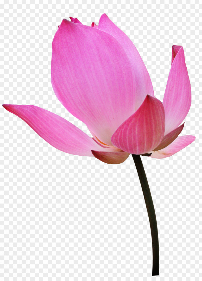 Pink Flower Nelumbo Nucifera Water Lily Бутон Clip Art PNG