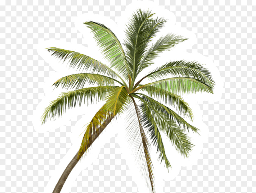 Plant Stem Cycad Coconut Tree Cartoon PNG