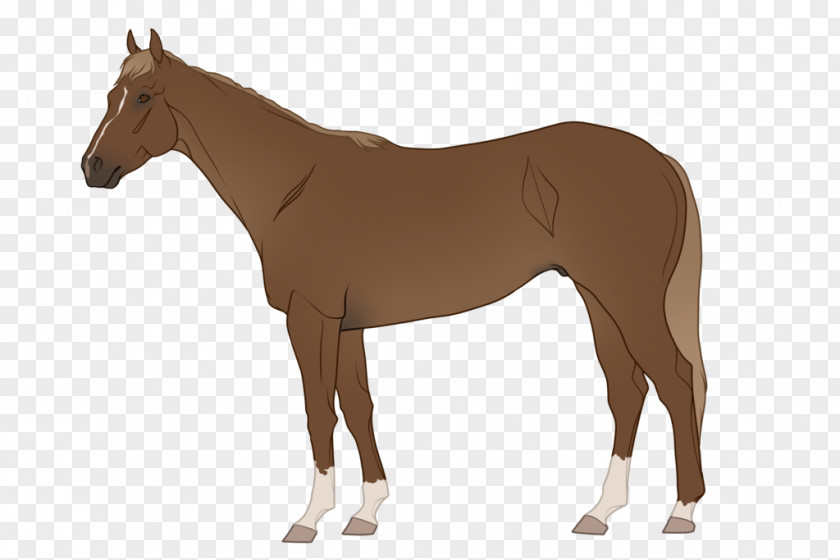 Aces Infographic American Quarter Horse Pony Paint Thoroughbred Equine Coat Color PNG