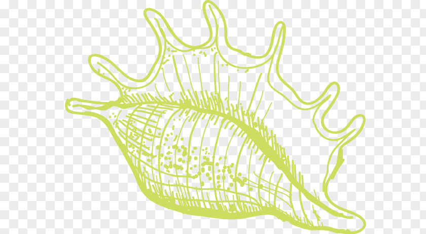 Conch Euclidean Vector Algae Sea Snail Illustration PNG