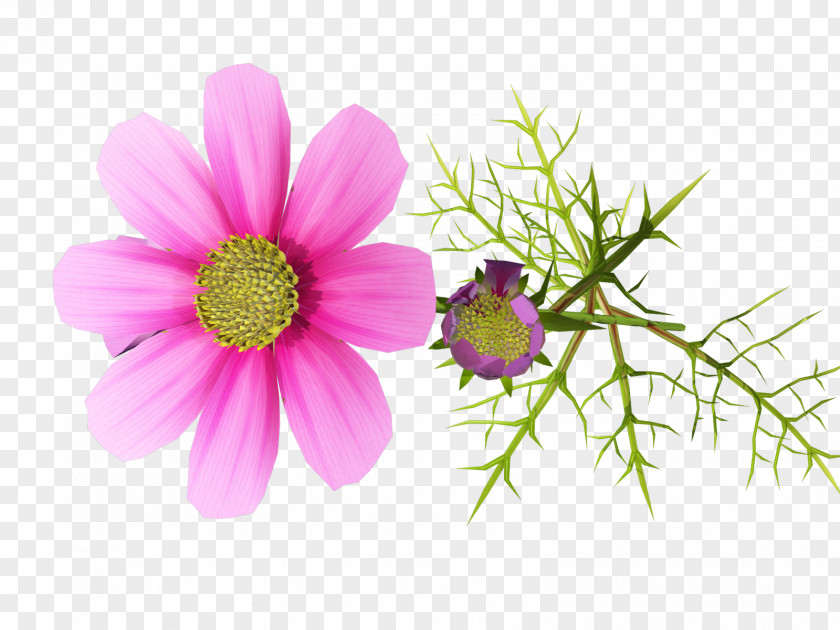 Flower Photography Clip Art PNG