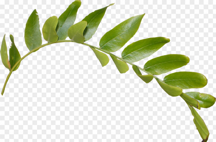 Leaf Image Plant Stem Twig PNG