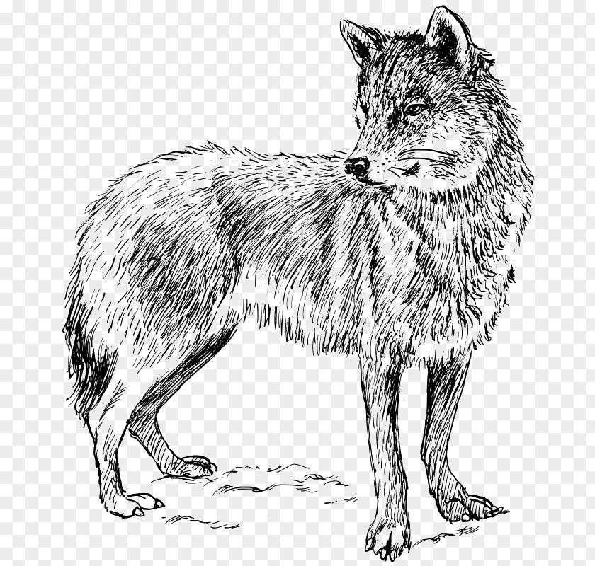 Wolf Arctic Coyote Clip Art PNG