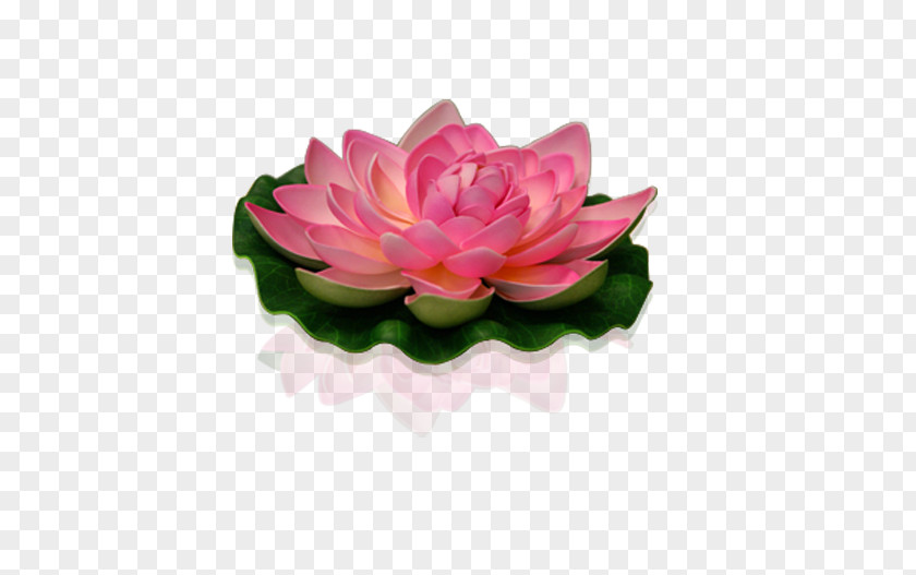 Flower Sacred Lotus Artificial Pink Garden Roses PNG