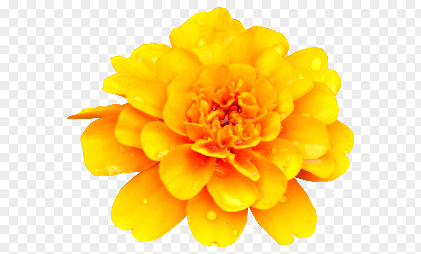 Flower Yellow Cut Flowers PNG