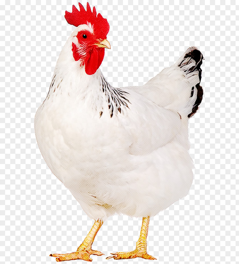 Fowl Poultry Bird Chicken White Rooster Beak PNG