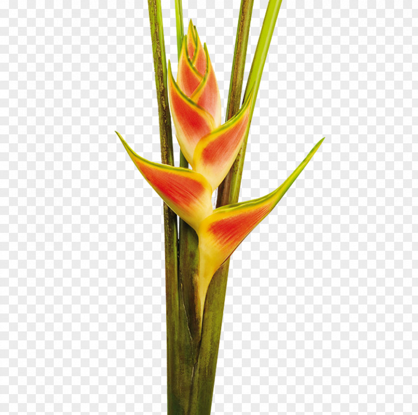 Heliconia Wagneriana Cut Flowers Colombia Bud PNG
