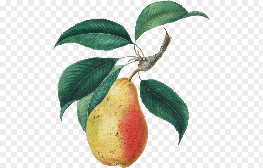 Lp Pear Fruit Peach Food PNG