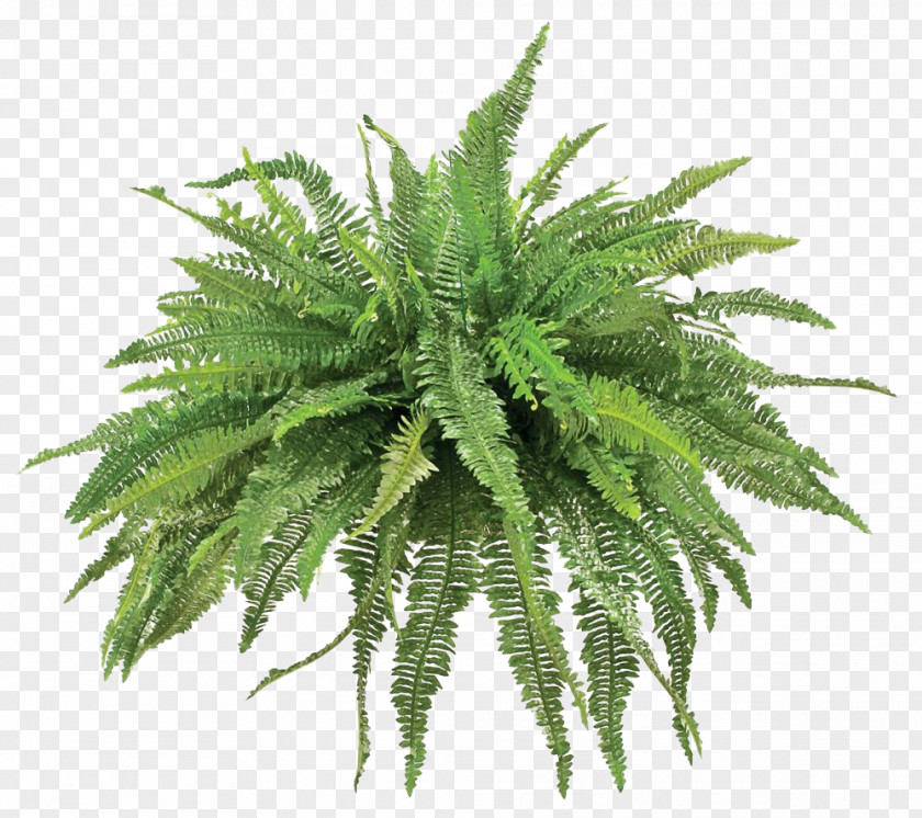 SEE Fern Plant Agave PNG