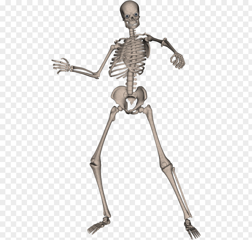 Skeleton Image Human Computer File PNG