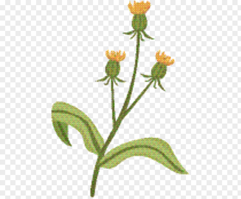 Wildflower Orange Hawkweed Plants Background PNG