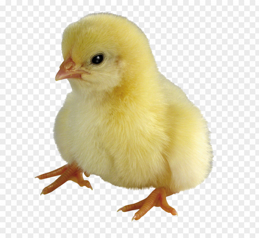 Chickens Chicken Computer File PNG