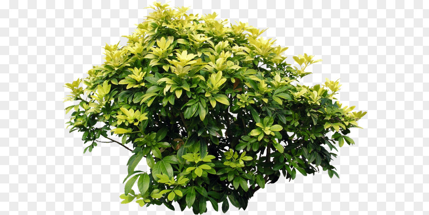 Plant Shrub Acer Ginnala Bougainvillea Glabra Tree PNG